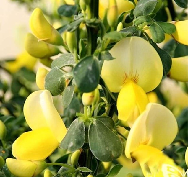 Aufnahme eines Blasenstrauchs mit gelben Blüten und grünen Blättern