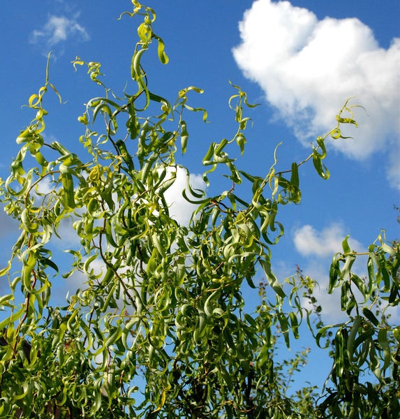 Korkenzieherweide vor blauem Himmel mit Wolken