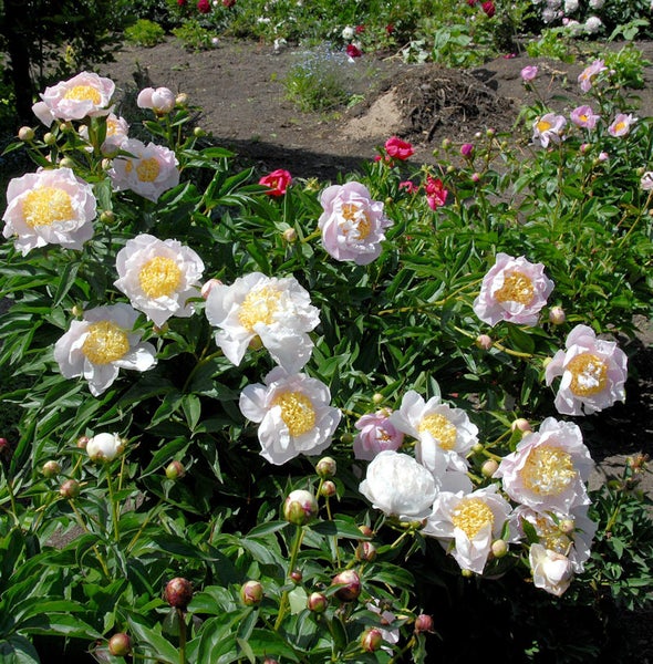 Pfingstrosen im Gartenbeet