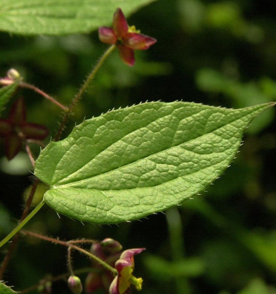 Blatt und Blüte der Elfenblume
