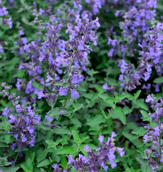 Blühende Katzenminze im Garten