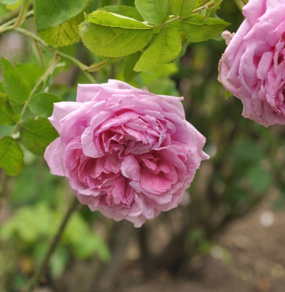 Nahaufnahme einer einzelnen rosa Rose im Garten