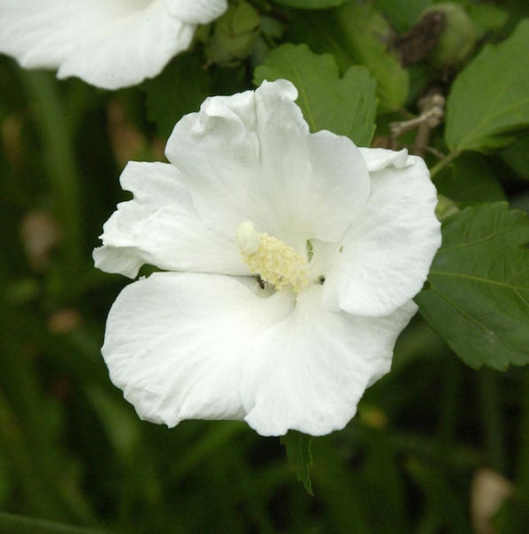 Nahaufnahme einer einzelnen, weißen Hibiskusblüte