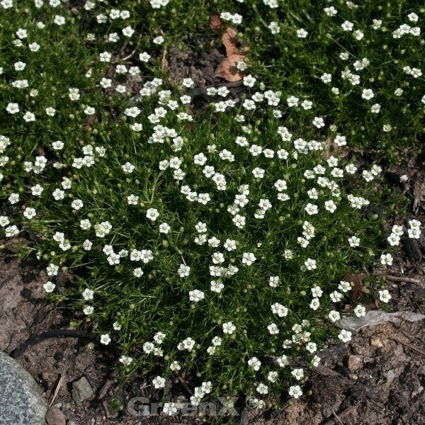 Sternmoos mit kleinen weißen Blüten