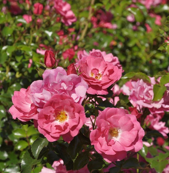 Nahaufnahme einer Beetrose mit Blättern