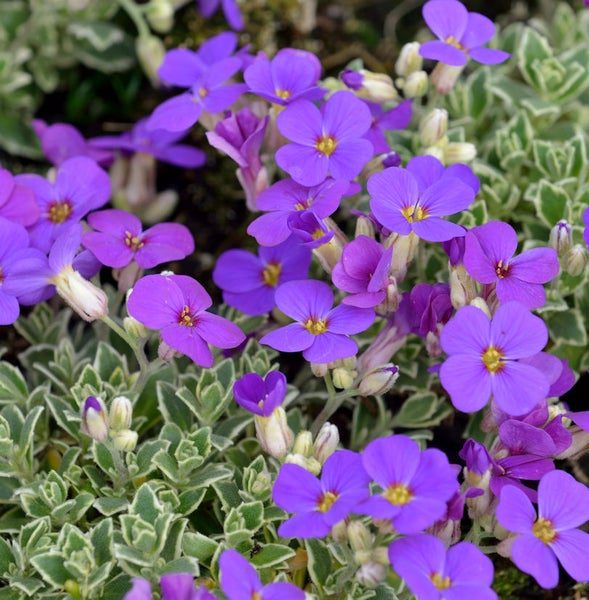 Aubrieta-Pflanze mit lila Blüten
