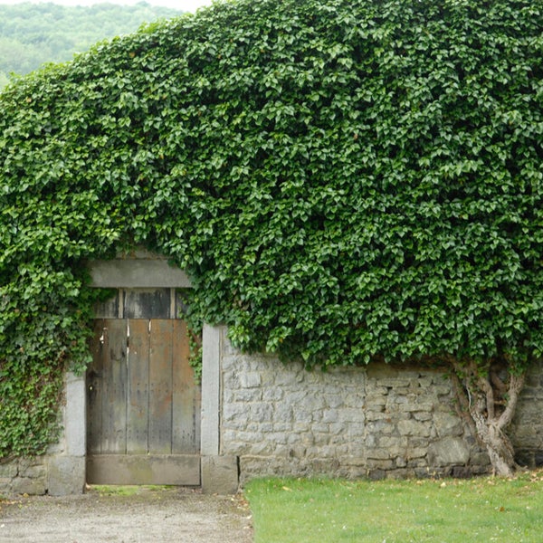 Bloomique - Hedera Helix - Kleinblättriges Efeu - Immergrün - Kletterpflanzen - Gartenpflanzen - Winterhart - Topf 15 cm - 70-80 cm hoch