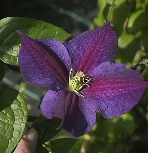 Nahaufnahme einer lila Clematisblüte mit grünen Blättern