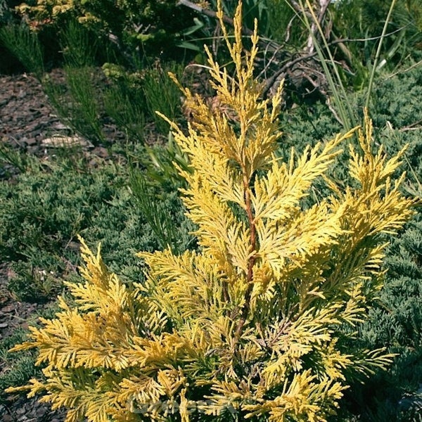 Goldene Scheinzypresse im Gartenbeet