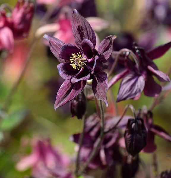 Nahaufnahme einer Akelei im Garten.
