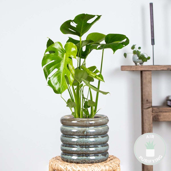 Bloomique - Monstera Deliciosa - Fensterblatt - Zimmerpflanzen - Pflegeleicht - Luftreinigend - Höhe 50-70 cm - Topf 17 cm