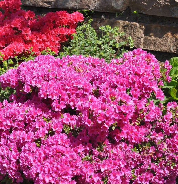 Nahaufnahme von rosa und roten Azaleenbüschen vor einer Steinmauer