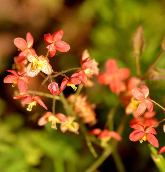 Elfenblume mit roten Blütenblättern und gelben Staubgefäßen.
