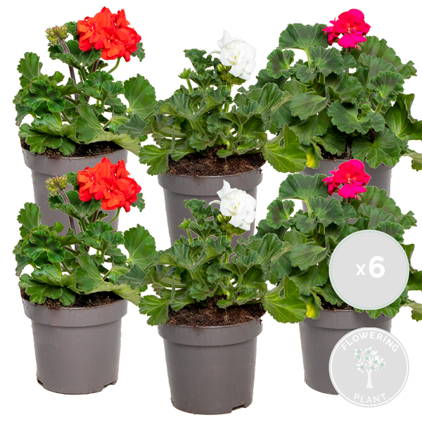 Bloomique - 6er-Mix - Pelargonium Zonale - Stehende Geranien - Geranienpflanzen - Gartenpflanzen - 15-20 cm Hoch - Topf 10,5 cm