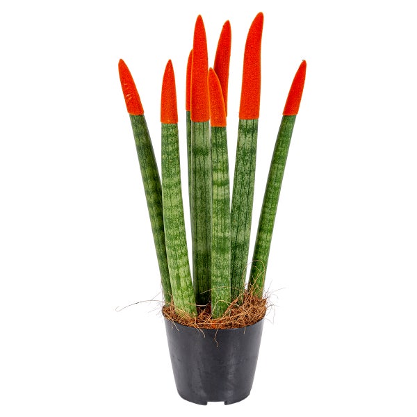 Bloomique - Sansevieria Velvet Touch - Schwiegermutterzunge - Bogenhanf - Zimmerpflanzen - Luftreinigend - Sehr pflegeleicht - 20-30 cm Hoch - Topf 9 cm