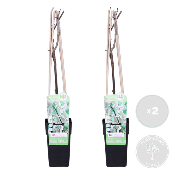 Bloomique - 2er-Set - Wisteria Floribunda Alba - Blauregen Kletterpflanze - Weiß - Kletterpflanzen - Gartenpflanzen - Winterhart - 50-70 cm Hoch - Topf 15 cm