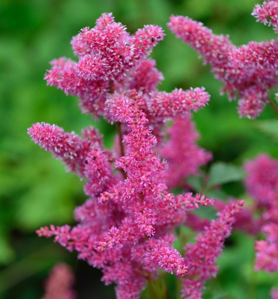 Nahaufnahme einer Astilbe Pflanze mit rosa Blüten
