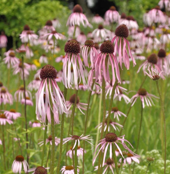 Feld mit blühenden Purpur-Sonnenhut Blumen.