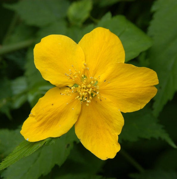 Einzelne gelbe Goldröschenblüte vor grünem Blattwerk