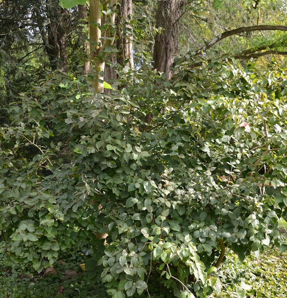 Strauch mit grünen Blättern im Garten