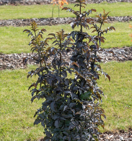 Säulenförmiger Amberbaum im Garten