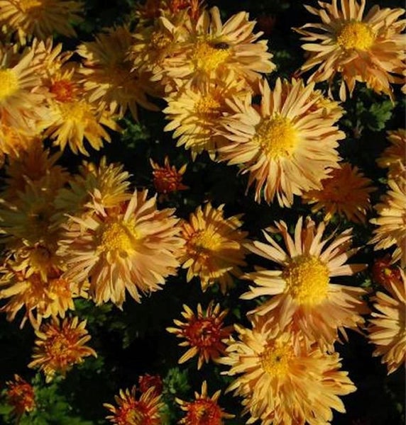 Nahaufnahme von gelben Chrysanthemenblüten