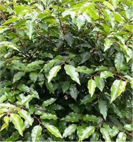 Immergrüne Ölweide Pflanze mit Blättern