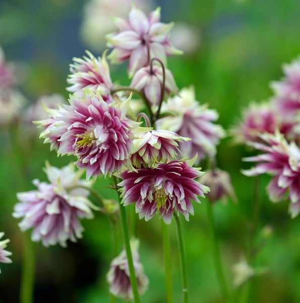Nahaufnahme von gefüllten Akeleiblumen im Garten