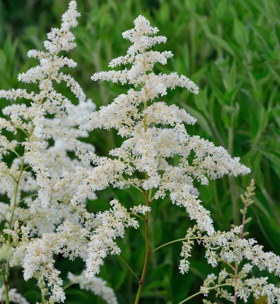 Rispenhortensie mit weißen Blüten