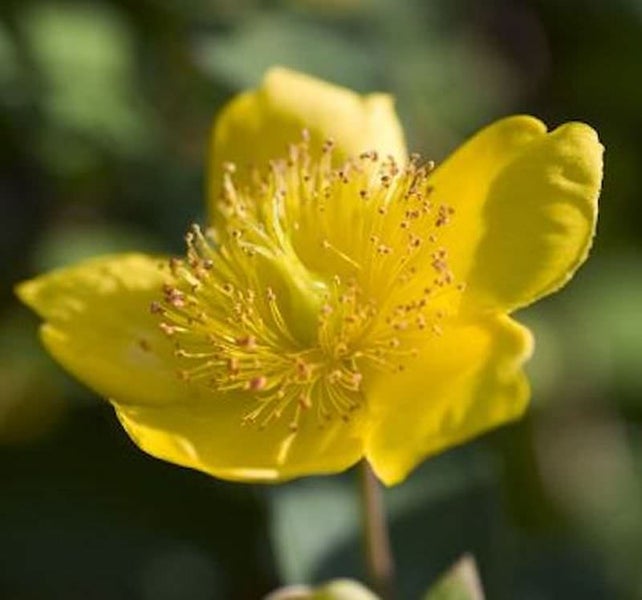 Gelbe Hypericum-Blüte mit Blütenstaub