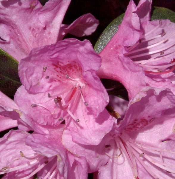 Nahaufnahme von rosa Rhododendronblüten.