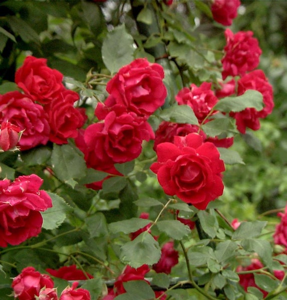 Strauch mit roten Rosenblüten und grünen Blättern.