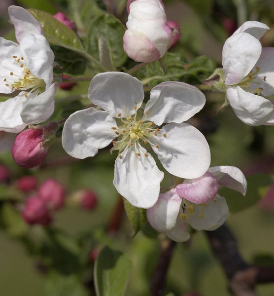 Apfelbaumblüten im Detail