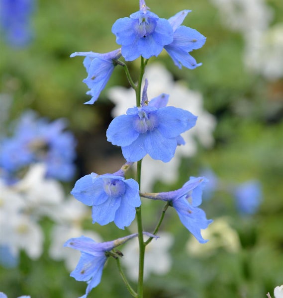 Blauer Rittersporn im Garten