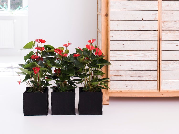 Bloomique - 2er Set - Anthurium Andreanum - Rot - Flamingoblume - Blühende Zimmerpflanzen - Pflegeleicht - Höhe 30-40 cm - Topf 12 cm