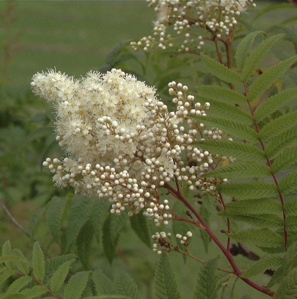 Blütenstand des Eberesche