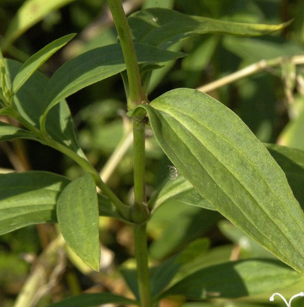 Nahaufnahme von Stängeln und Blättern einer Pflanze