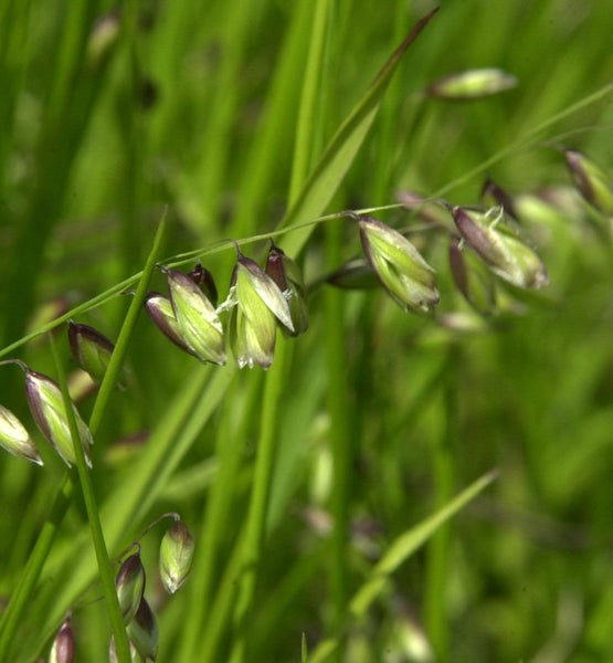 Nahaufnahme von Zittergras mit Samenständen