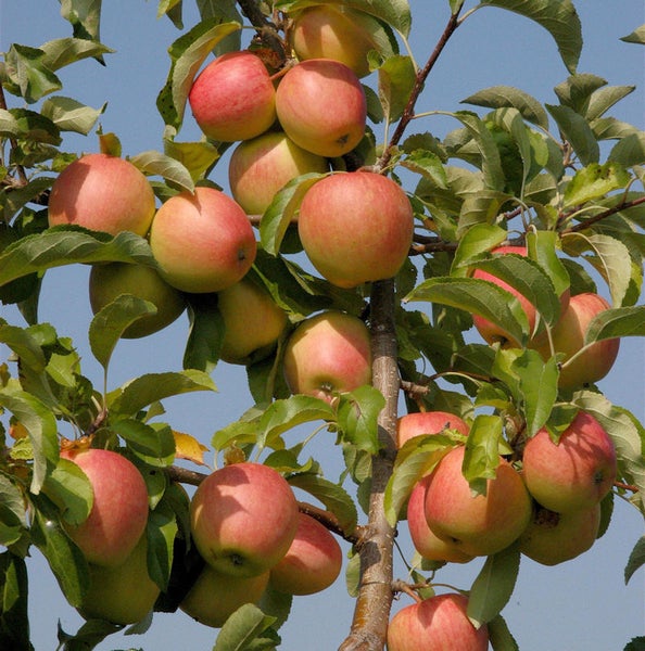 Apfelbaum mit reifen Äpfeln