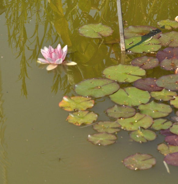 Seerose mit Blättern auf dem Wasser