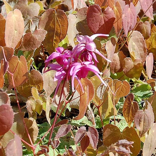 Elfenblume mit Blüten und Blättern