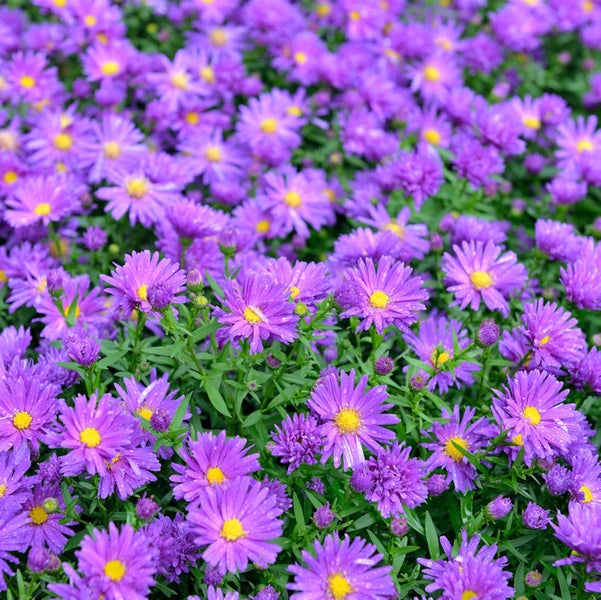 Nahaufnahme von lila Raublattastern