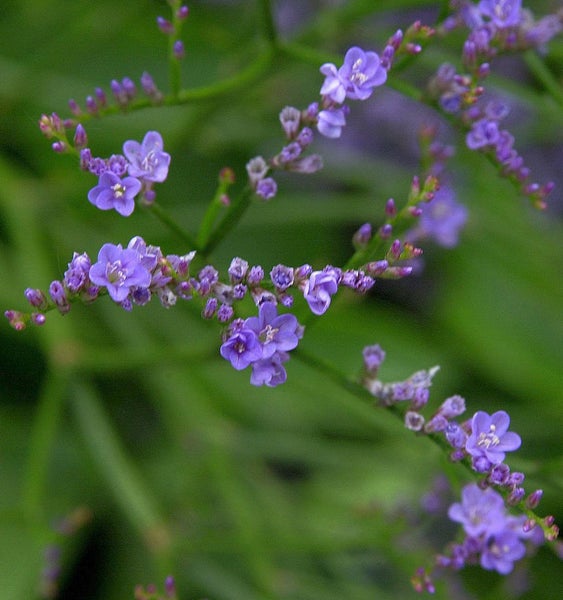 Nahaufnahme von blühendem Strandflieder