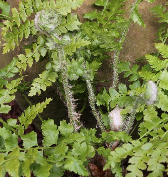 Nahaufnahme von Farnblättern