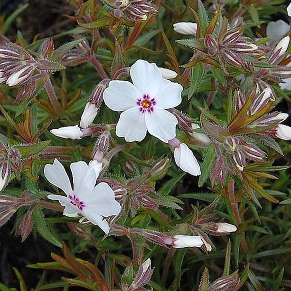 Bild einer Teppich-Flammenblume mit weißen Blüten