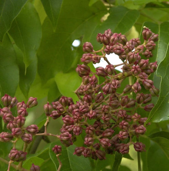 Nahaufnahme von Samenständen an einem Baum