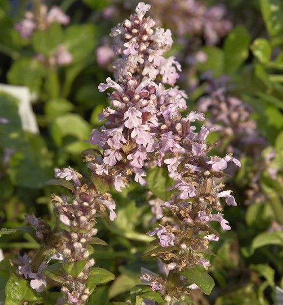 Aufrechte, blühende Kriechpflanze im Nahbereich