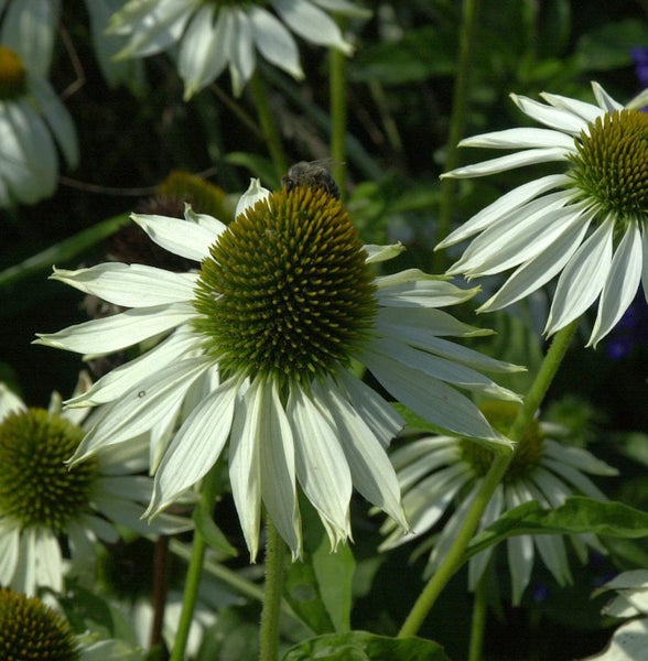 Nahaufnahme von weißen Kegelblumen mit einer Biene