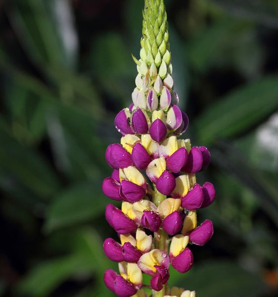 Nahaufnahme einer mehrfarbigen Lupinenblüte