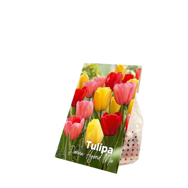 Bloomique - 20er-Mix - Tulipa Darwin Hybrid Mix - Tulpenzwiebeln - Farbmischung - Blumenzwiebeln - Frühlingsblüte - mehrjährige Pflanzen - wird bis zu 55-60 cm groß